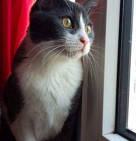 Gims a rejoint le concours — aidez-le/la à gagner de superbes lots ! carnivore, cat, curtain, domestic_short_haired_cat, felidae, fixture, fur, paw, small_to_medium_sized_cats, snout, tail, terrestrial_animal, whiskers, window