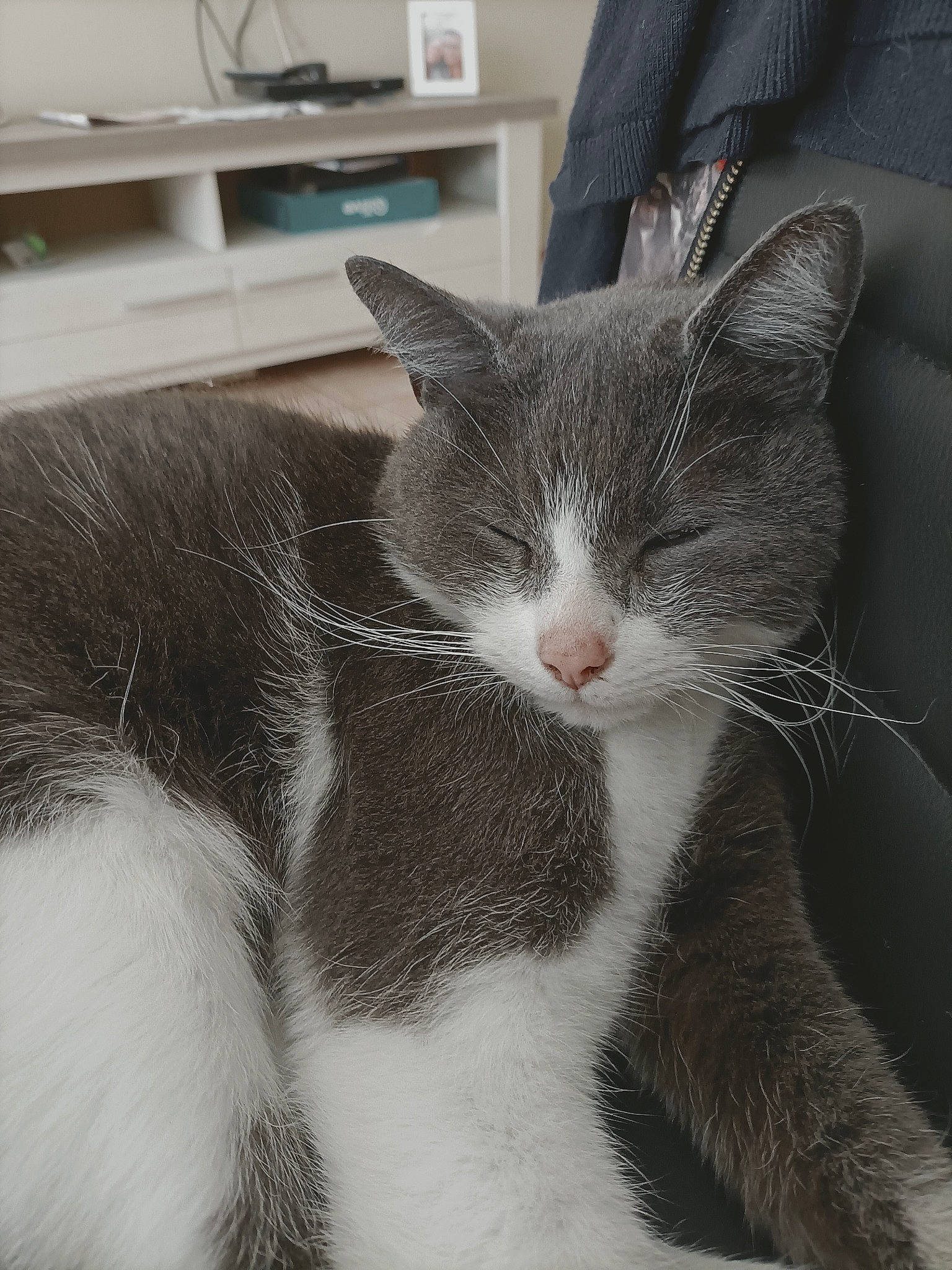 Gims a rejoint le concours — aidez-le/la à gagner de superbes lots ! carnivore, cat, claw, comfort, domestic_short_haired_cat, eye, felidae, flooring, fur, grey, metal, monochrome_photography, paw, sitting, small_to_medium_sized_cats, snout, tail, whiskers