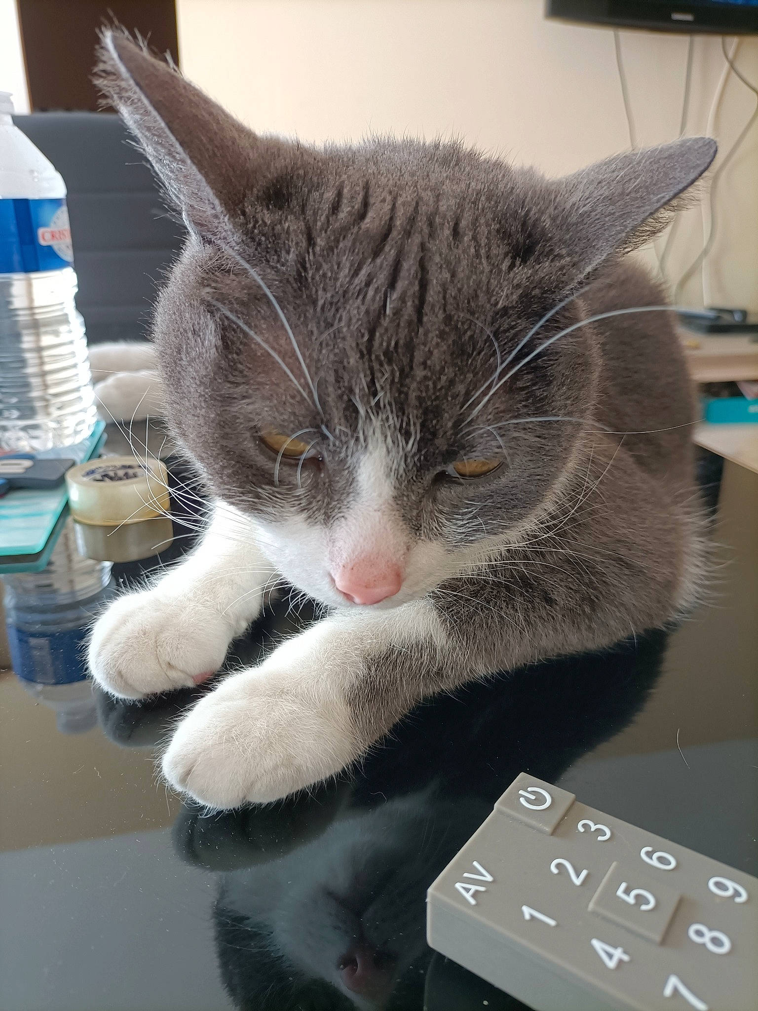 Gims participe au concours pour gagner de l'argent avec cette photo : blue, bottle, box, carnivore, cat, cat_supply, claw, comfort, domestic_short_haired_cat, felidae, fur, paw, pet_supply, publication, puzzle, small_to_medium_sized_cats, snout, tail, water_bottle, whiskers