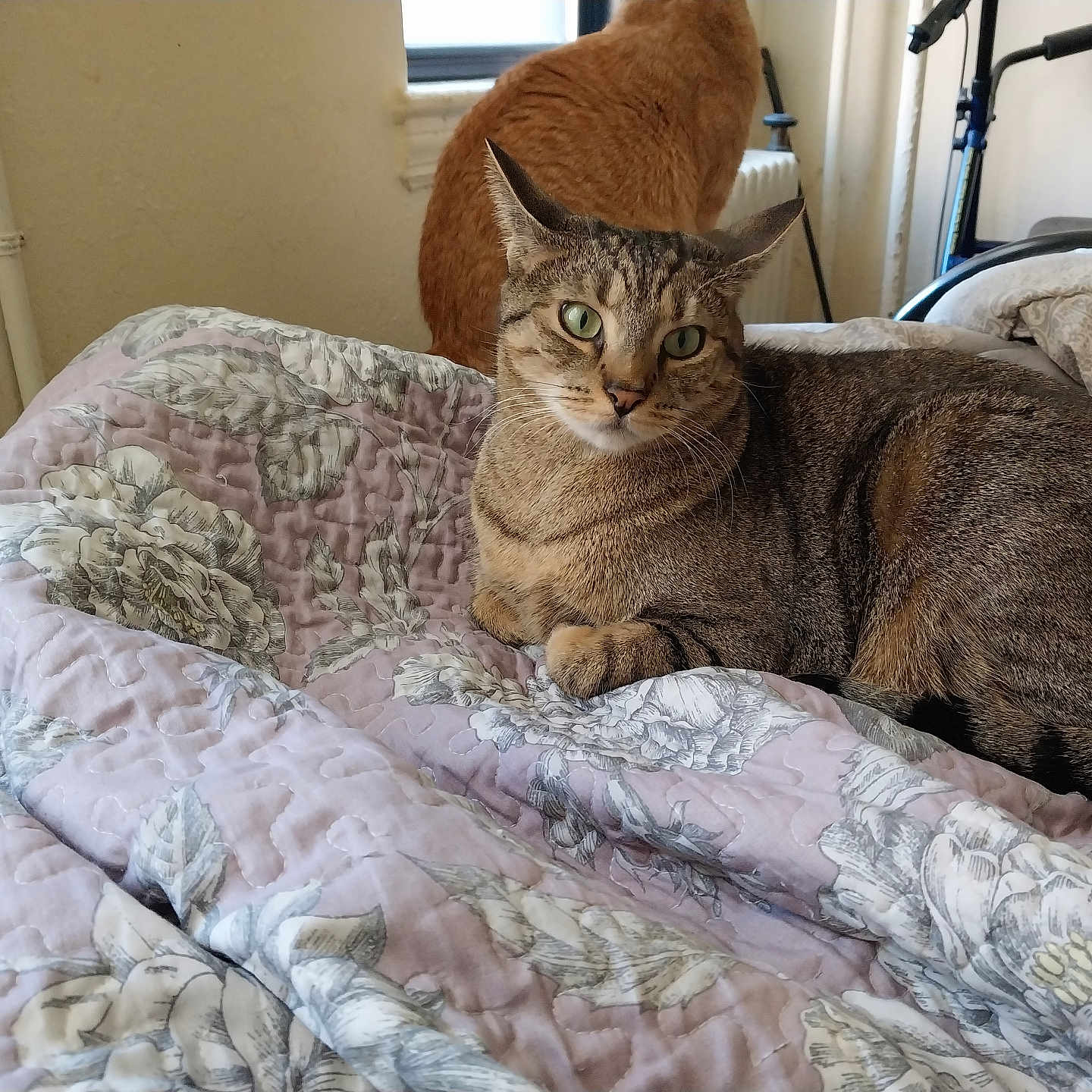 Bella joined the competition — help win amazing prizes! abyssinian, animal, bed, bedroom, blanket, cat, computer, couch, cushion, electronics, furniture, homedecor, indoors, kitten, laptop, linen, manx, pet, quilt, room