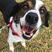 Oreo is registered to the contest to win money with this photo: dog, pet, close_up, happy, smiling, nose, teeth, brown_eyes, leash, red_collar, white_marking, black_fur, grass, outdoors, paws, portrait, mammal, domestic_animal, tongue, playful