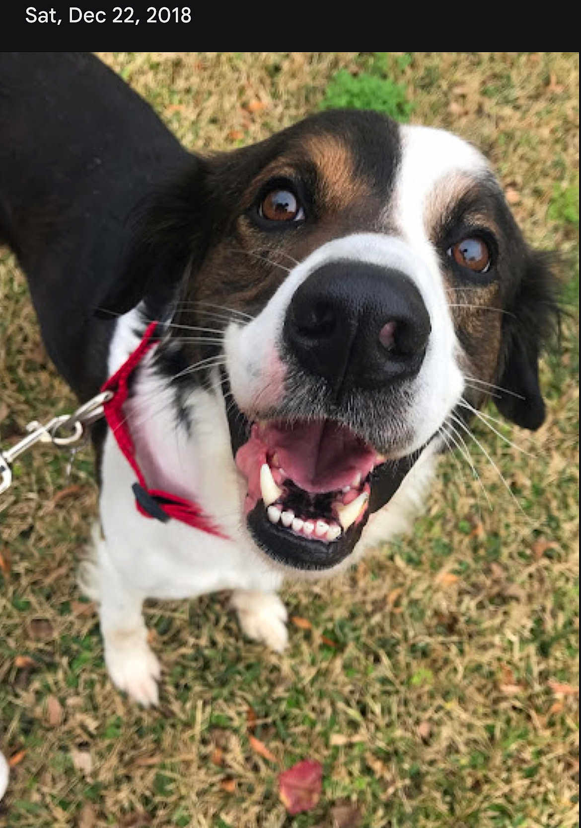 Oreo is registered to the contest to win money with this photo: dog, pet, close_up, happy, smiling, nose, teeth, brown_eyes, leash, red_collar, white_marking, black_fur, grass, outdoors, paws, portrait, mammal, domestic_animal, tongue, playful