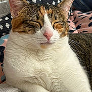 Mona joined the competition — help win amazing prizes! cat, calico_cat, pet, feline, whiskers, pink_nose, closed_eyes, ears, white_fur, tabby, cozy, blanket, bedding, indoor, portrait, close_up, relaxed, sleeping, paw, cute