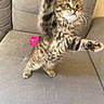 Athena a rejoint le concours — aidez-le/la à gagner de superbes lots ! kitten, cat, tabby, feline, pet, couch, gray_couch, indoor, playful, paws, fur, toy, pink_toy, action_shot, blur, young_animal, whiskers, claws, stretching, furniture