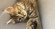 Athena participe au concours pour gagner de l'argent avec cette photo : kitten, cat, tabby, pet, feline, cute, animal, young, indoor, couch, furniture, resting, paw, fur, whiskers, playful, relaxed, cozy, domestic, small