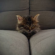 Athena a rejoint le concours — aidez-le/la à gagner de superbes lots ! kitten, cat, sleeping, couch, furniture, cozy, fur, pet, indoor, resting, cute, small, tabby, fluffy, animal, comfort, relaxation, closeup, soft, domestic