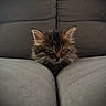 kitten, cat, sleeping, couch, furniture, cozy, fur, pet, indoor, resting, cute, small, tabby, fluffy, animal, comfort, relaxation, closeup, soft, domestic