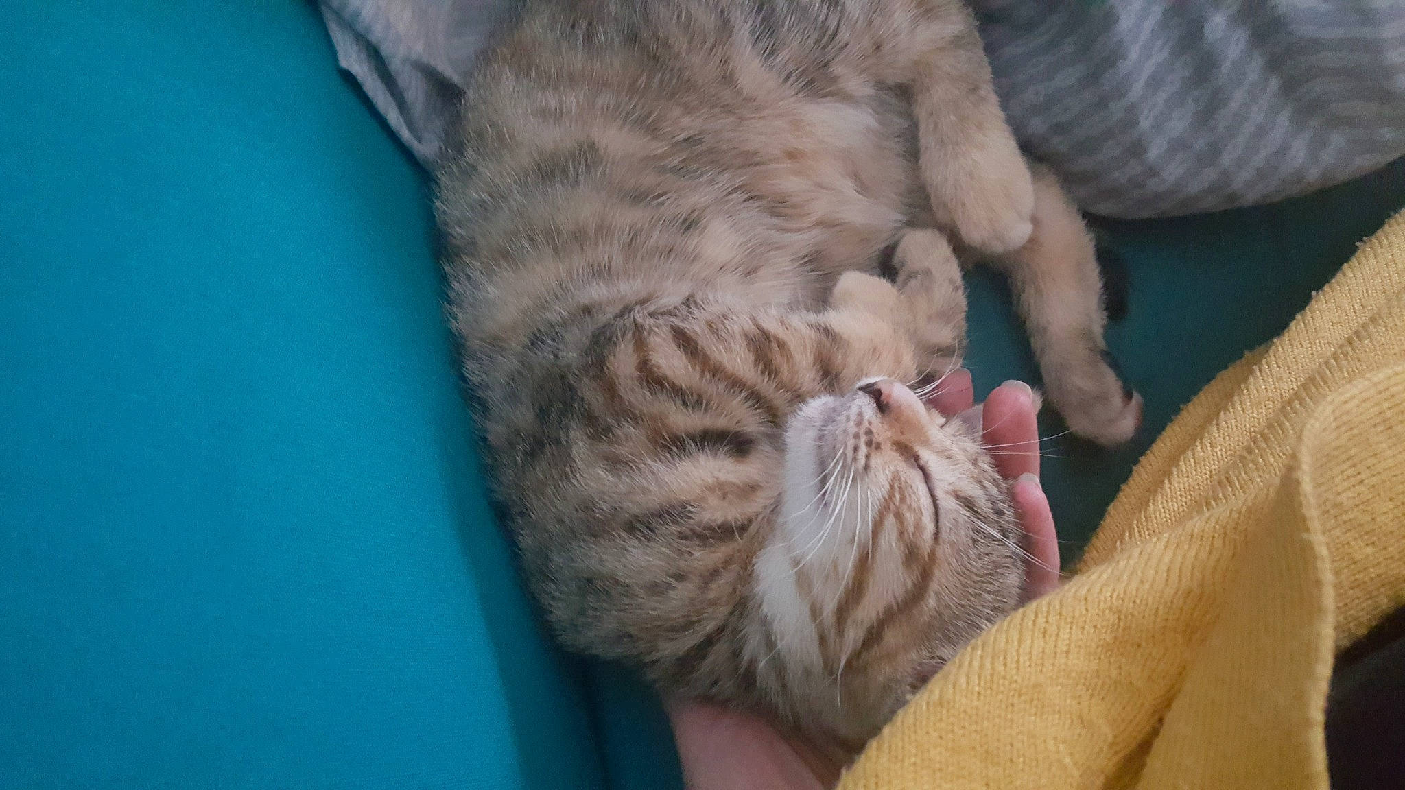 Millie participe au concours pour gagner de l'argent avec cette photo : american_shorthair, asian, australian_mist, carnivore, cat, domestic_short_haired_cat, dragon_li, european_shorthair, felidae, kitten, mammal, nap, ocicat, pixie_bob, skin, small_to_medium_sized_cats, tabby_cat, whiskers