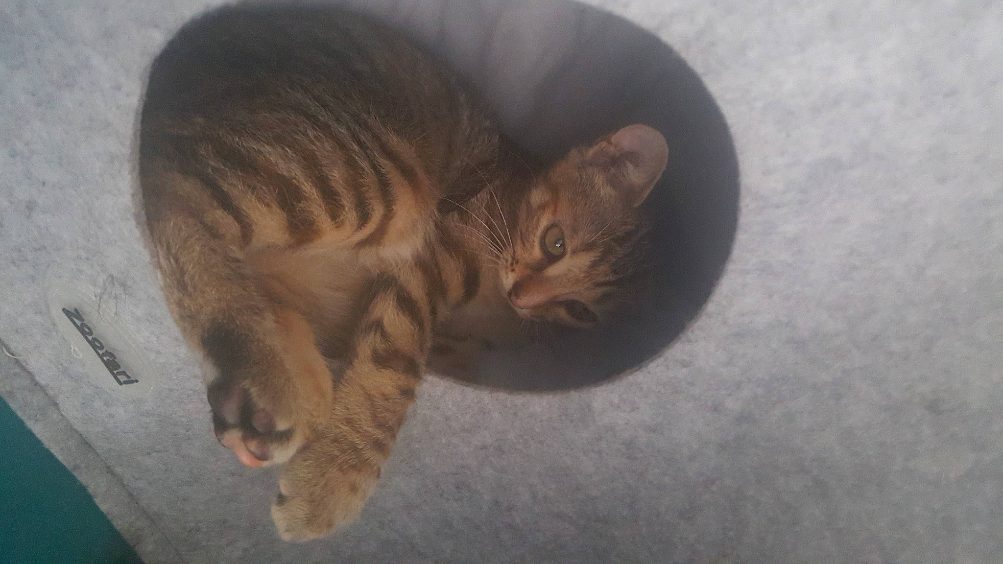 Millie participe au concours pour gagner de l'argent avec cette photo : bengal, carnivore, cat, domestic_short_haired_cat, ear, european_shorthair, fawn, felidae, fur, kitten, mammal, nose, ocicat, paw, small_to_medium_sized_cats, snout, tabby_cat, tail, toyger, whiskers