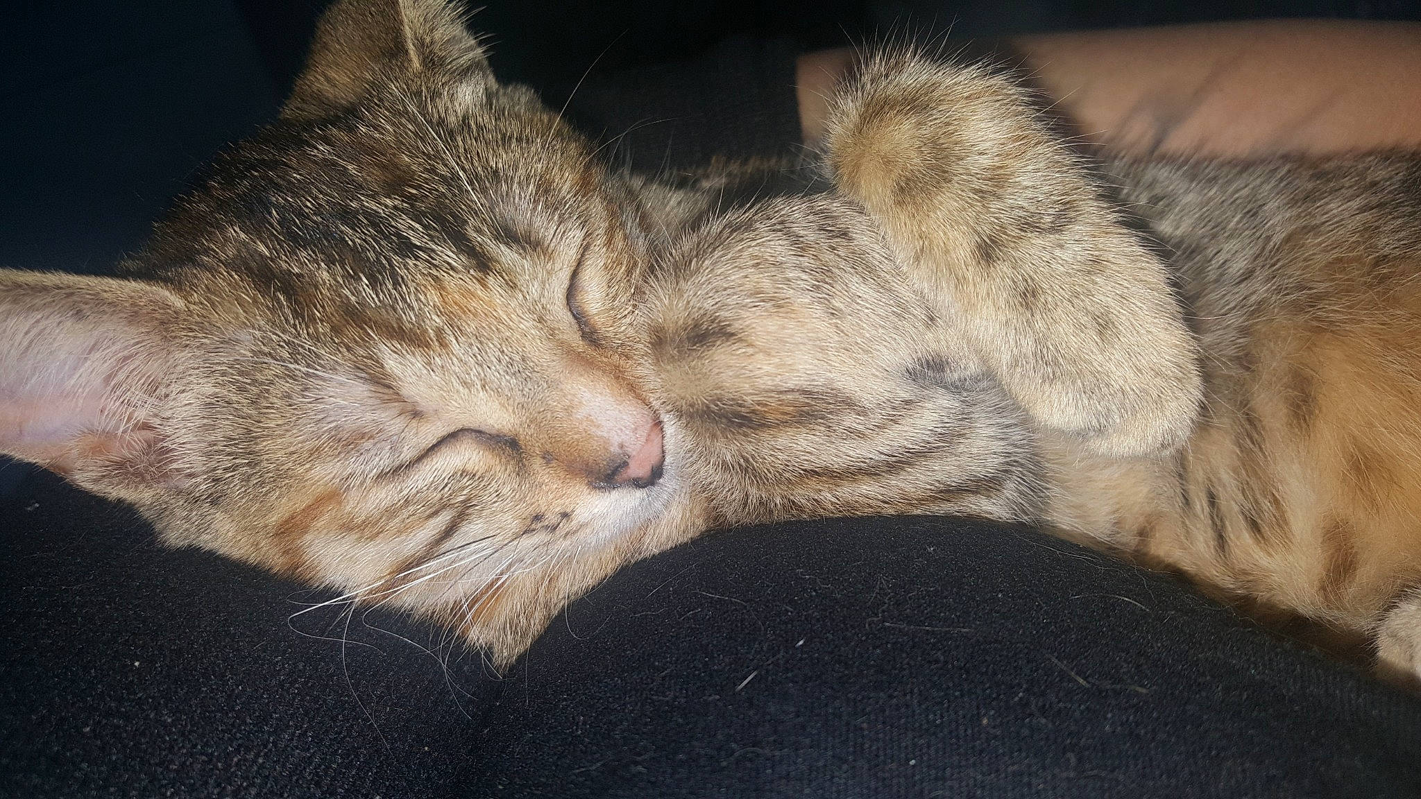 Millie participe au concours pour gagner de l'argent avec cette photo : asian, california_spangled, carnivore, cat, domestic_short_haired_cat, dragon_li, egyptian_mau, european_shorthair, felidae, fur, kitten, mammal, nap, paw, pixie_bob, sleep, small_to_medium_sized_cats, snout, tabby_cat, whiskers