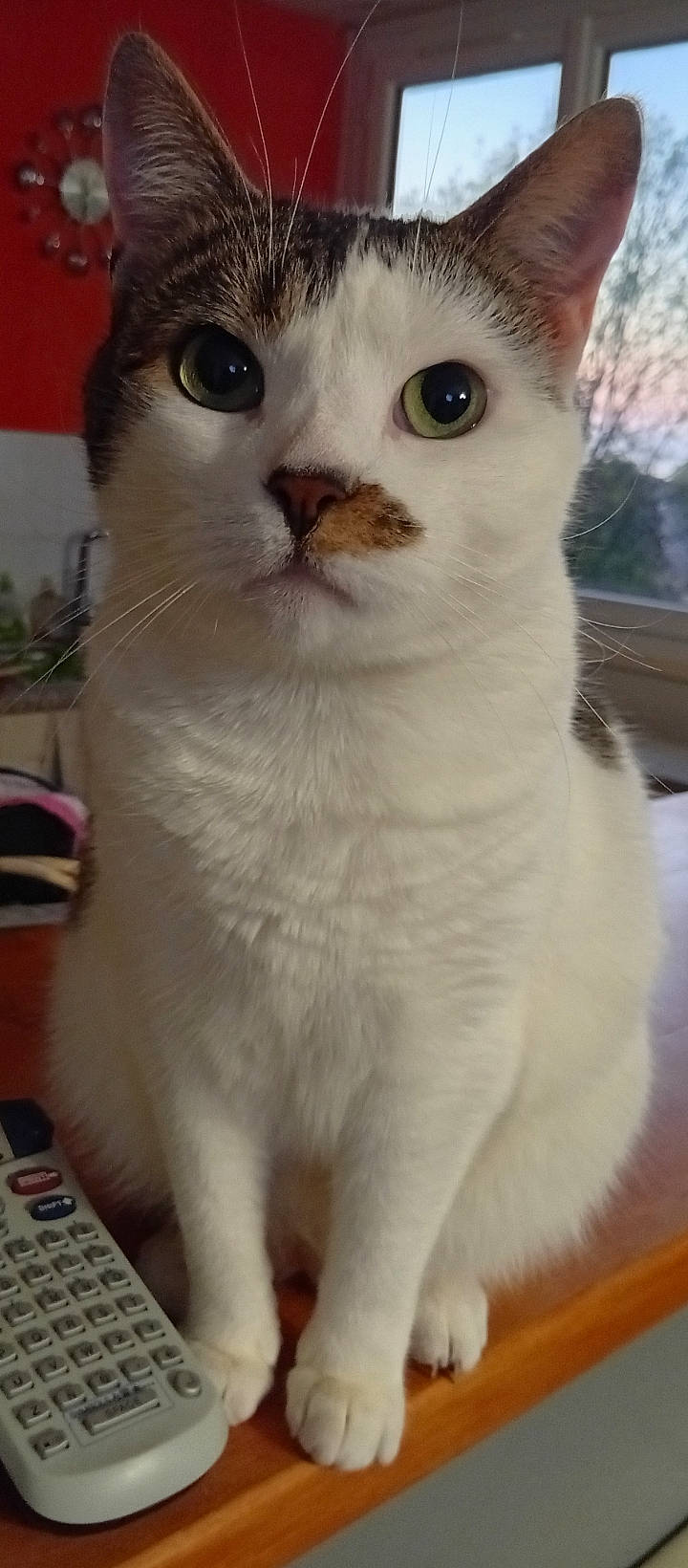 Maya a rejoint le concours — aidez-le/la à gagner de superbes lots ! animal, cat, computer, computerhardware, computerkeyboard, couch, electronics, furniture, hardware, hardwood, laptop, monitor, pc, pet, phone, plywood, remotecontrol, screen, table, wood