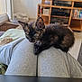 kitten, cat, tortoiseshell, pet, indoor, legs, sweatpants, furniture, tv_stand, toys, stickers, table, curious, small, cozy, living_room, wooden, floor, cushion, sitting