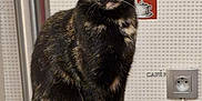 Myrtille participe au concours pour gagner de l'argent avec cette photo : cat, tortoiseshell, wooden_stool, indoor, pet, animal, fur, sitting, eyes, ears, whiskers, wall, power_outlet, kitchen, background, curious, feline, domestic_cat, closeup, portrait