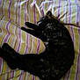 Myrtille participe au concours pour gagner de l'argent avec cette photo : cat, sleeping, striped_blanket, bed, resting, feline, fur, cozy, indoor, comfort, animal, relaxation, cute, domestic, pet, soft, warm, striped_pattern, laying_down, peaceful
