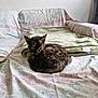 Myrtille participe au concours pour gagner de l'argent avec cette photo : kitten, cat, tortoiseshell, couch, blanket, floral_pattern, indoor, pet, animal, feline, resting, curled_up, fur, small, cute, cozy, home, domestic, looking, relaxed