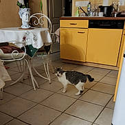 Roméo participe au concours pour gagner de l'argent avec cette photo : cat, kitchen, tile_floor, yellow_cabinets, table, tablecloth, sculpture, bust, chair, countertop, dishes, bottle, cup, door, shadow, indoor, pet, curled_tail, meowing, home