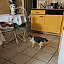 cat, kitchen, tile_floor, yellow_cabinets, table, tablecloth, sculpture, bust, chair, countertop, dishes, bottle, cup, door, shadow, indoor, pet, curled_tail, meowing, home