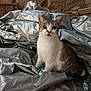 cat, animal, pet, silver_tarp, stone_wall, hose, curious, sitting, indoor, fur, whiskers, ears, eyes, muzzle, tabby, white_fur, background, texture, closeup, portrait