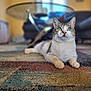 cat, green_eyes, carpet, indoor, living_room, furniture, blurred_background, curious, pet, animal, whiskers, relaxed, floor, patterned, domestic, tabby, cute, paws, mammal, house