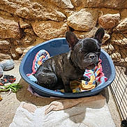 Chips participe au concours pour gagner de l'argent avec cette photo : dog, french_bulldog, puppy, bed, towel, toy, rope_toy, stuffed_toy, stone_wall, indoor, pet, animal, cage, floor, plastic_bed, cute, sitting, black_dog, pet_bed, cozy