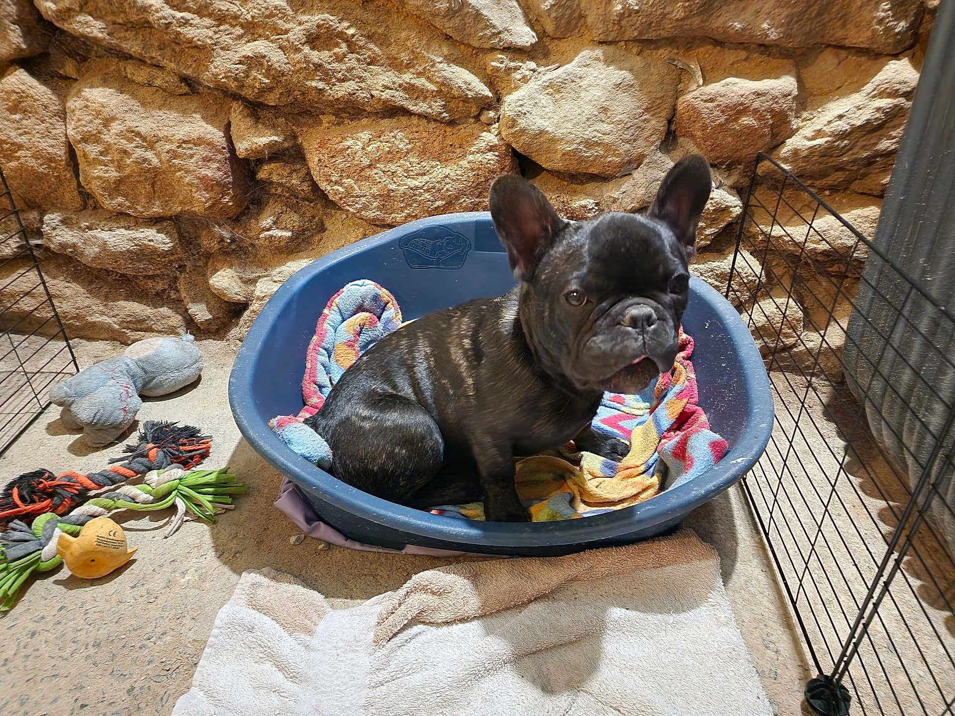 Chips participe au concours pour gagner de l'argent avec cette photo : dog, french_bulldog, puppy, bed, towel, toy, rope_toy, stuffed_toy, stone_wall, indoor, pet, animal, cage, floor, plastic_bed, cute, sitting, black_dog, pet_bed, cozy