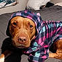 Tiny is registered to the contest to win money with this photo: dog, hoodie, plaid, bed, pillow, blanket, indoor, pet, canine, portrait, brown_dog, cozy, sleeping_area, comfort, animal, clothing, resting, looking_at_camera, warm, cute