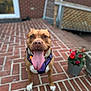 dog, brown_dog, tongue_out, harness, purple_harness, brick_patio, flower_pot, red_flowers, happy_dog, pet, outdoor, smiling_dog, canine, animal, mammal, front_view, sitting, close_up, garden, house