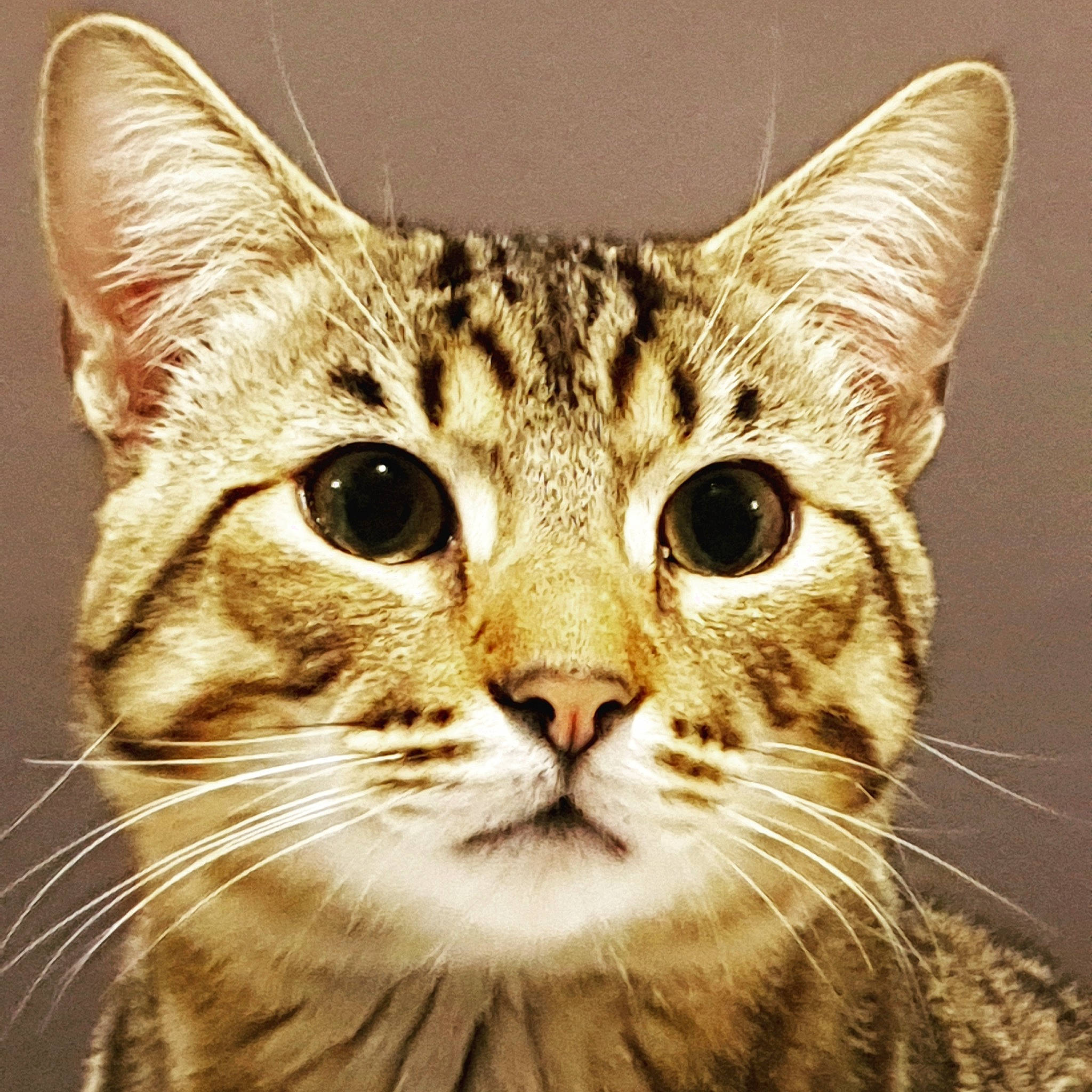 Alvin participe au concours pour gagner de l'argent avec cette photo : carnivore, cat, close_up, domestic_short_haired_cat, ear, eye, felidae, fur, grass, hair, head, iris, plant, small_to_medium_sized_cats, snout, terrestrial_animal, tree, whiskers, wildlife, window