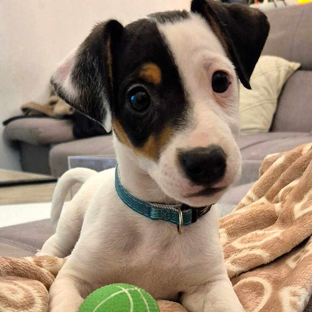 Aksis participe au concours pour gagner de l'argent avec cette photo : animal, ball, blanket, collar, couch, cozy, curious, cute, dog, fur, home, indoor, living_room, paw, pet, plant, puppy, relaxed, toy, young