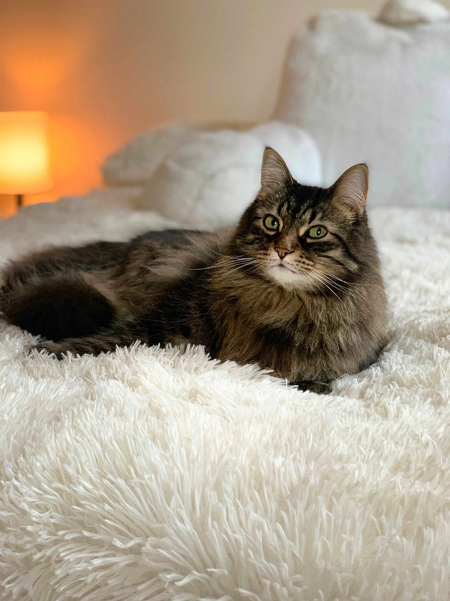 Chico joined the competition — help win amazing prizes! cat, tabby, fluffy, bed, bedspread, white, indoor, lamp, soft_lighting, cozy, furniture, fur, relaxed, pet, animal, mammal, whiskers, ears, portrait, domestic_cat