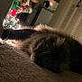 Chico is registered to the contest to win money with this photo: cat, fluffy, carpet, indoor, dim_light, nutcracker, string_lights, holiday, decor, furniture, cozy, pet, animal, relaxed, eyes, ears, home, christmas, toy, background