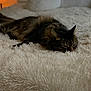 Chico is registered to the contest to win money with this photo: cat, tabby, fluffy, lying_down, bed, blanket, indoor, cozy, sleepy, feline, pet, fur, relaxed, resting, home, soft, comfort, animal, cute, whiskers
