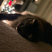Chico is registered to the contest to win money with this photo: cat, feline, animal, pet, indoor, carpet, fur, relaxing, low_light, blurred_background, warm_light, cozy, closeup, laying_down, whiskers, ears, domestic, mammal, resting, sleepy