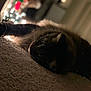 cat, feline, animal, pet, indoor, carpet, fur, relaxing, low_light, blurred_background, warm_light, cozy, closeup, laying_down, whiskers, ears, domestic, mammal, resting, sleepy