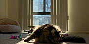 Chico is registered to the contest to win money with this photo: cat, tabby, indoor, carpet, sunlight, shadow, window, blinds, pet_bed, toys, fur, relaxing, animal, cozy, home, quiet, daylight, resting, mammal, domestic
