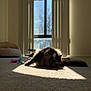 cat, tabby, indoor, carpet, sunlight, shadow, window, blinds, pet_bed, toys, fur, relaxing, animal, cozy, home, quiet, daylight, resting, mammal, domestic