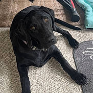 Jenni is registered to the contest to win money with this photo: dog, black_dog, pet, animal, lying_down, carpet, indoor, exercise_equipment, floor, collar, paw, looking_up, pet_bed, furniture, home, resting, canine, domestic_animal, mammal, companion