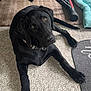 dog, black_dog, pet, animal, lying_down, carpet, indoor, exercise_equipment, floor, collar, paw, looking_up, pet_bed, furniture, home, resting, canine, domestic_animal, mammal, companion