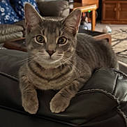 Emmi is registered to the contest to win money with this photo: cat, tabby_cat, indoor, living_room, couch, leather, furniture, pet, animal, relaxing, closeup, domestic_cat, whiskers, ears, paws, eyes, home, cozy, curious, seated