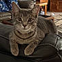 cat, tabby_cat, indoor, living_room, couch, leather, furniture, pet, animal, relaxing, closeup, domestic_cat, whiskers, ears, paws, eyes, home, cozy, curious, seated