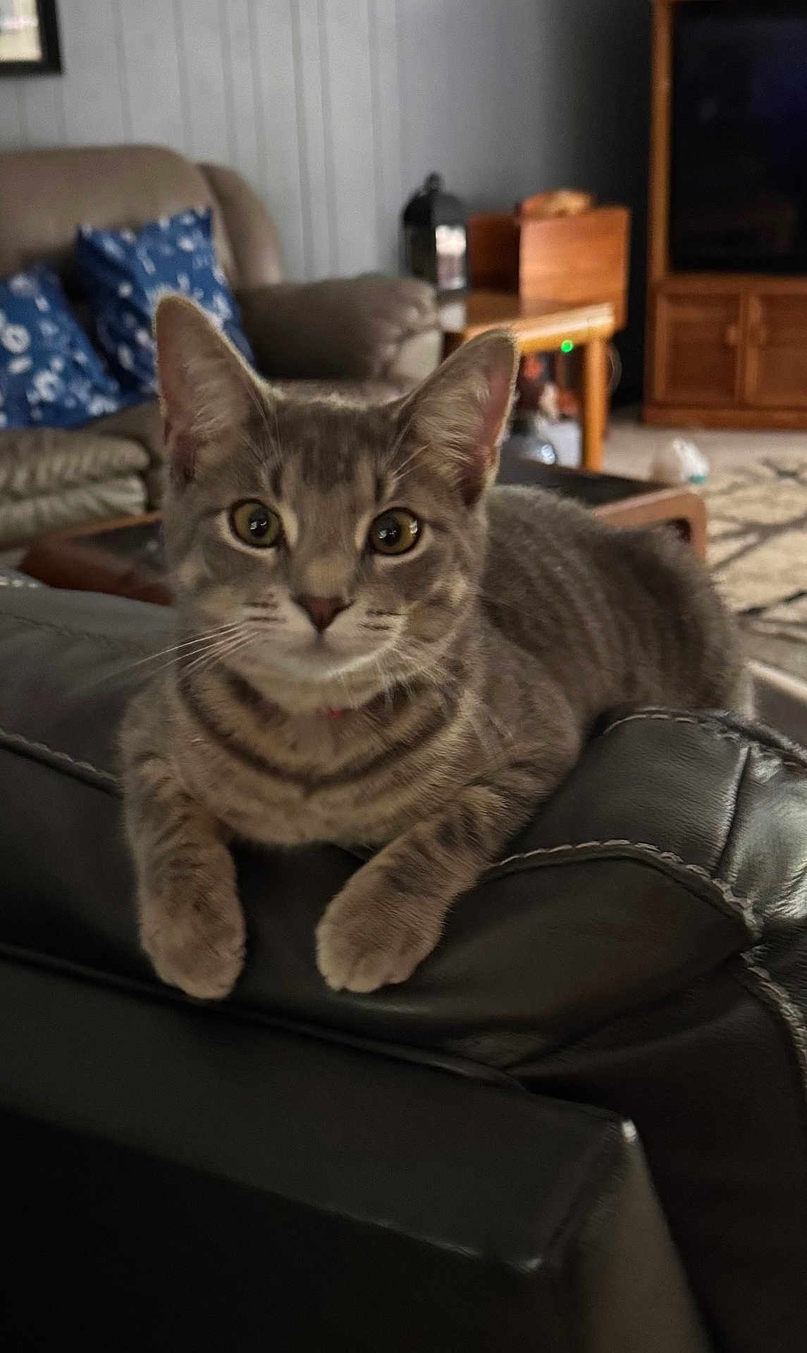 Emmi is registered to the contest to win money with this photo: cat, tabby_cat, indoor, living_room, couch, leather, furniture, pet, animal, relaxing, closeup, domestic_cat, whiskers, ears, paws, eyes, home, cozy, curious, seated