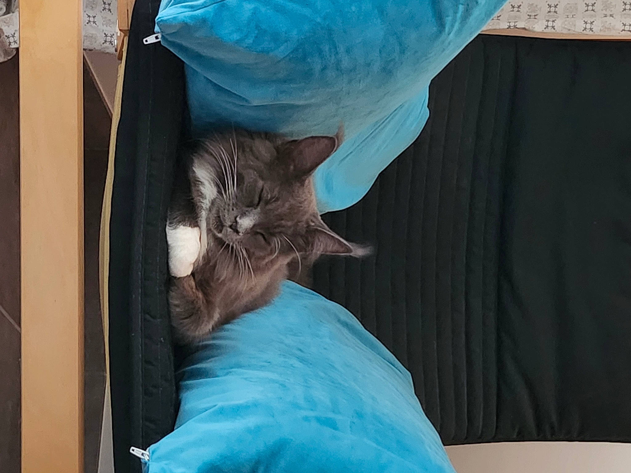 Duchesse a rejoint le concours — aidez-le/la à gagner de superbes lots ! bed, carnivore, cat, comfort, domestic_short_haired_cat, electric_blue, fawn, felidae, fur, grey, human_leg, lap, linens, plastic_bag, room, small_to_medium_sized_cats, tail, textile, whiskers, wood