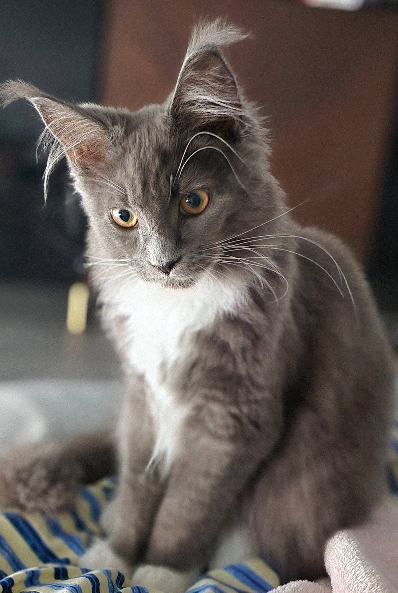 Duchesse participe au concours pour gagner de l'argent avec cette photo : box, carnivore, cat, cat_supply, claw, domestic_short_haired_cat, felidae, fur, grey, paw, small_to_medium_sized_cats, terrestrial_animal, whiskers, window