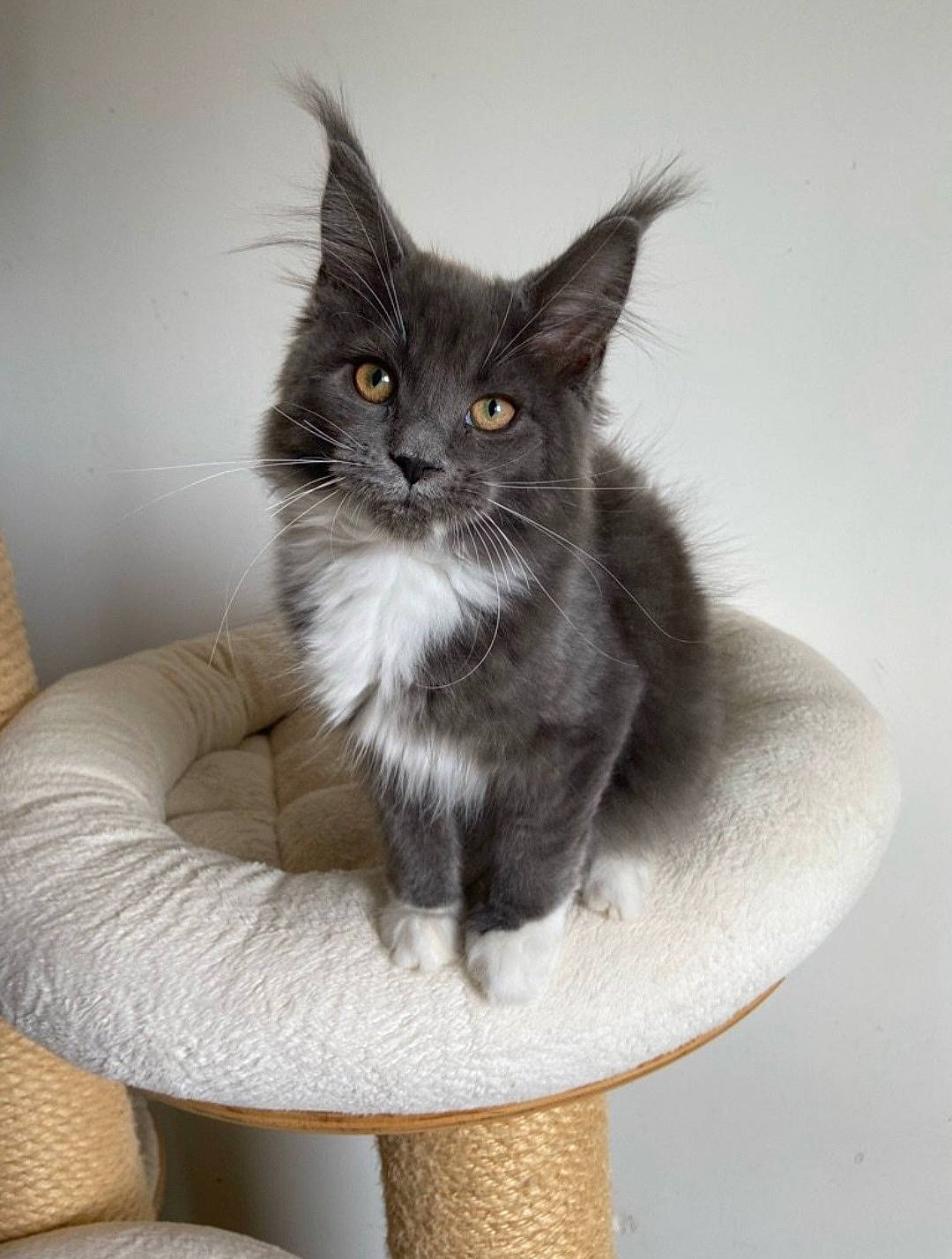 Duchesse participe au concours pour gagner de l'argent avec cette photo : black_cat, british_longhair, carnivore, cat, cat_bed, cat_furniture, cat_supply, claw, comfort, domestic_short_haired_cat, felidae, fur, grey, paw, pet_supply, small_to_medium_sized_cats, snout, tail, whiskers, window