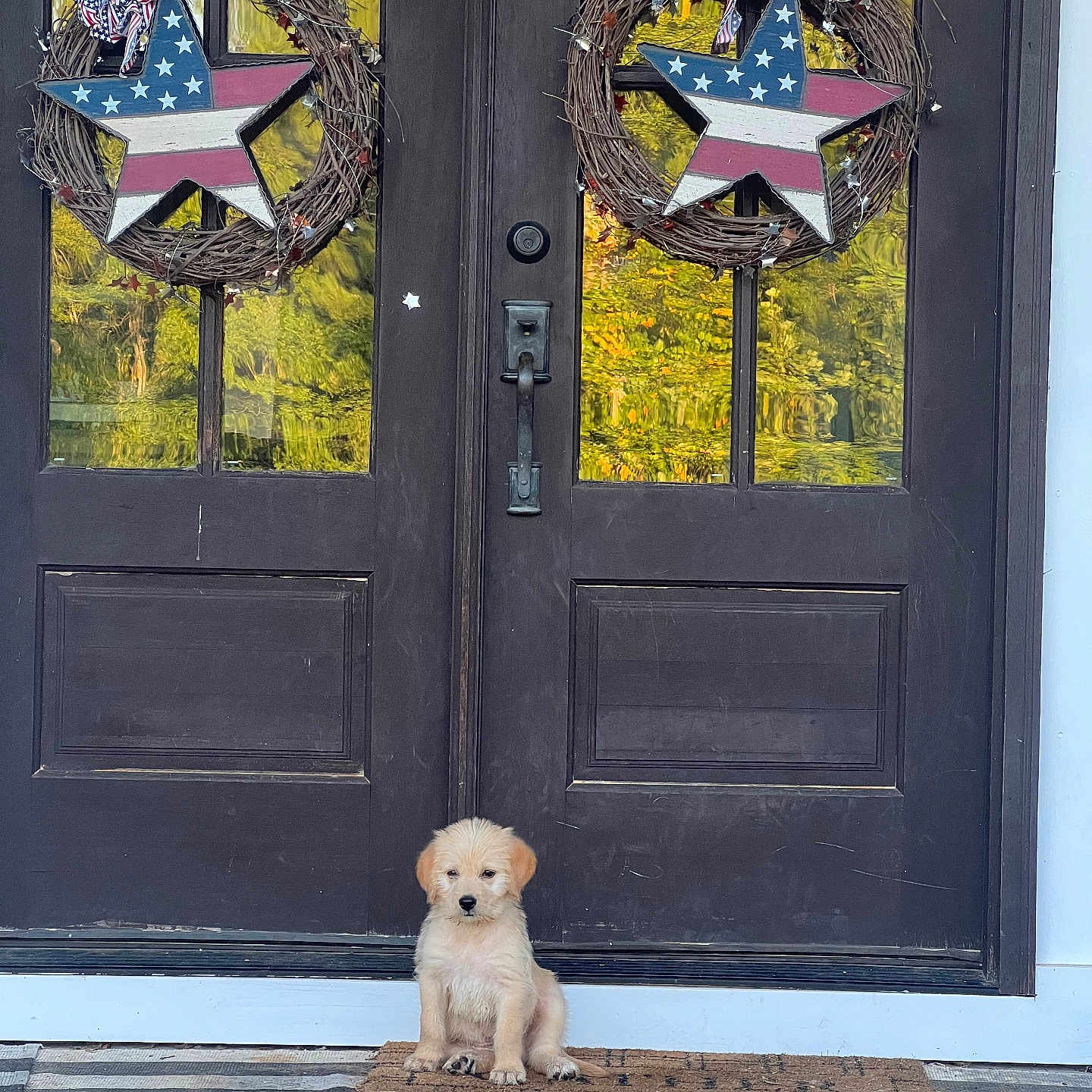 Nash Blackwell is registered to the contest to win money with this photo: animal, architecture, building, canine, cat, clothing, dog, door, gate, indoors, interiordesign, kitten, mat, outdoors, pants, pet, puppy, shelter, whitedog, wreath