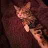 Blu is registered to the contest to win money with this photo: cat, tabby, sleeping, sleepy, relaxed, pet, animal, feline, striped_fur, pink_nose, closed_eyes, whiskers, paws, belly, lying_down, blanket, cozy, indoors, closeup, portrait