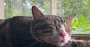Blu joined the competition — help win amazing prizes! cat, tabby_cat, sleeping, indoors, windowsill, window, sunlight, relaxed, furry, whiskers, pink_nose, closed_eyes, pet, animal, brown_fur, striped_fur, wood, nature, greenery, portrait