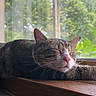 cat, tabby_cat, sleeping, indoors, windowsill, window, sunlight, relaxed, furry, whiskers, pink_nose, closed_eyes, pet, animal, brown_fur, striped_fur, wood, nature, greenery, portrait