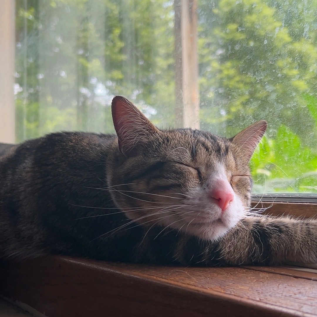 Blu joined the competition — help win amazing prizes! cat, tabby_cat, sleeping, indoors, windowsill, window, sunlight, relaxed, furry, whiskers, pink_nose, closed_eyes, pet, animal, brown_fur, striped_fur, wood, nature, greenery, portrait