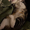 Blu is registered to the contest to win money with this photo: cat, tabby_cat, white_cat, sleeping, relaxed, belly_up, paws, whiskers, pink_nose, striped_fur, pet, animal, blanket, bed, indoor, cozy, nap, closeup, human_arm, home